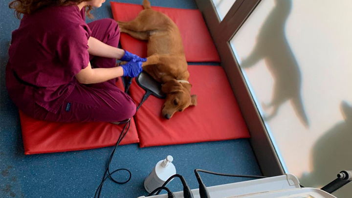 Fisioterapia y rehabilitación veterinaria