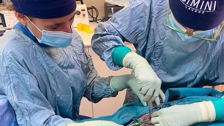 Traumatología veterinaria