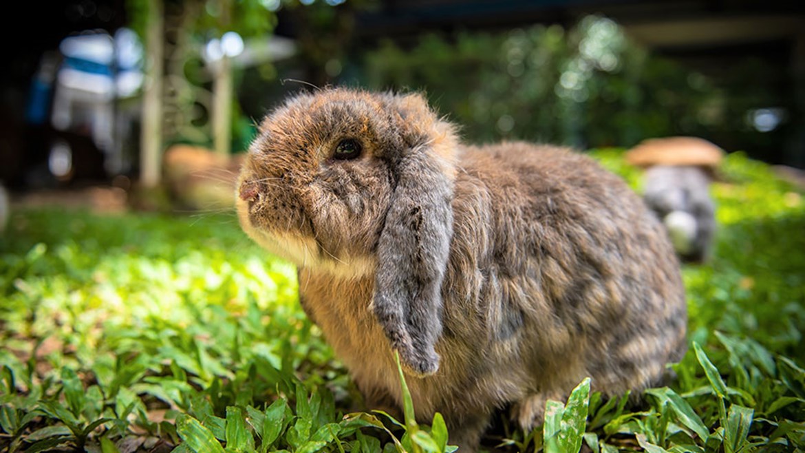 Rabbit Microchipping