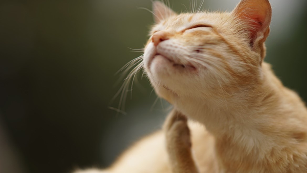 Fleas in Cats & Kittens How to Spot & Treat Cat Fleas Medivet