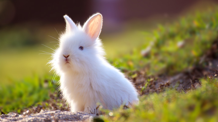 rabbit-behaviour-web-3.jpg