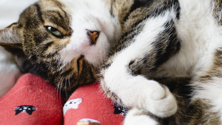 Cat Healthcare Plan | Save up to £280* a Year | Medivet