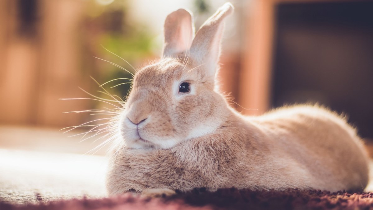 Rabbit Vaccinations | Myxomatosis & RHD Vaccines | Medivet