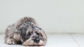 Dog resting on floor