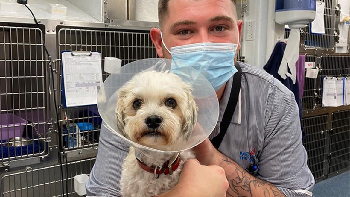 Charlie’s Miraculous Recovery with Potters Bar and Enfield Vets Medivet