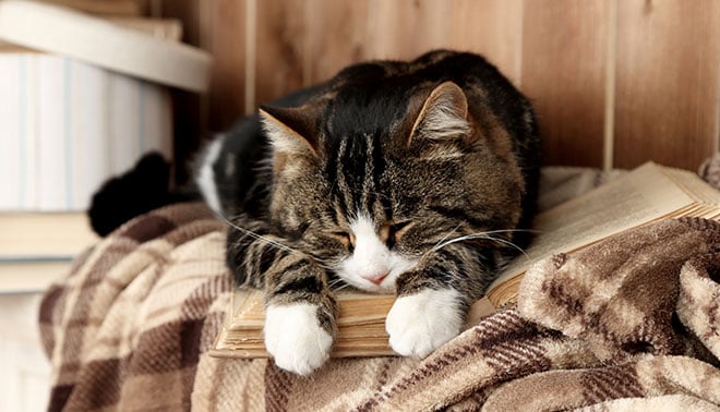 Blood-pressure cat.jpg