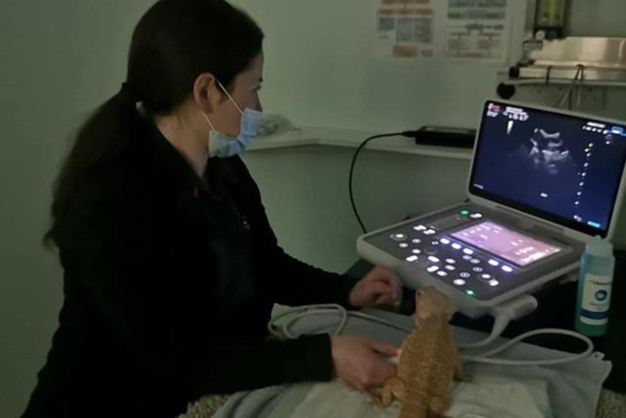 Medivet Crowthorne Crowthorne Vet Vet UK