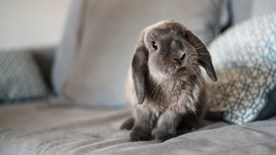 Curious rabbit on sofa