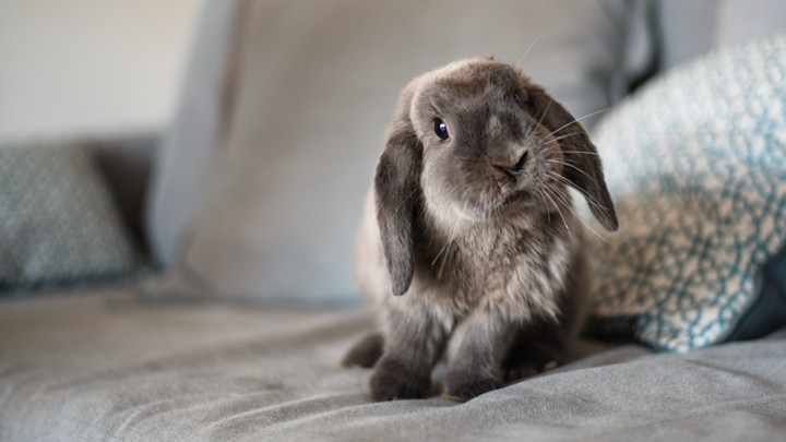 Rabbit Heart Disease | Normal Rabbit Heart Rate | Medivet