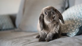 Curious rabbit on sofa