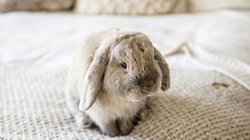 Deaf rabbit