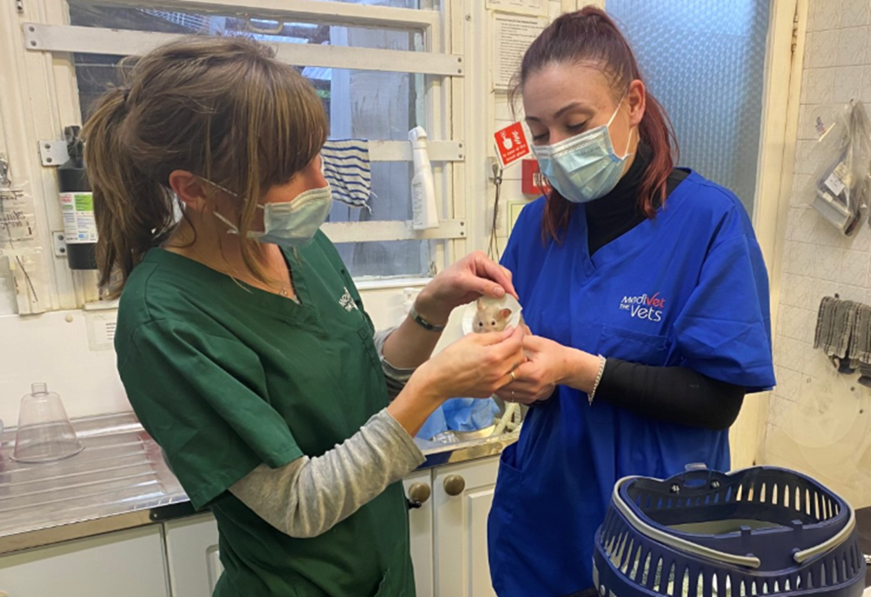 Medivet Ashford Vets in Middlesex Medivet