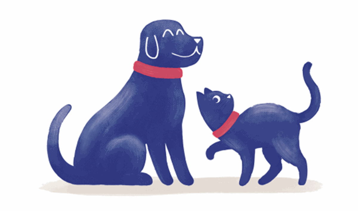 How to be a Good Cat Owner First Time Cat Owner Medivet