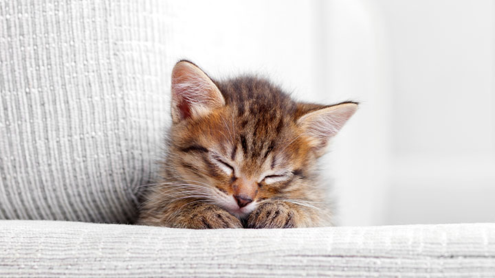 Cat Health Check_720x405_v1.jpg