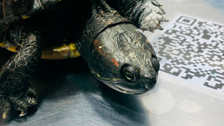 Cuidado de mascotas exóticas