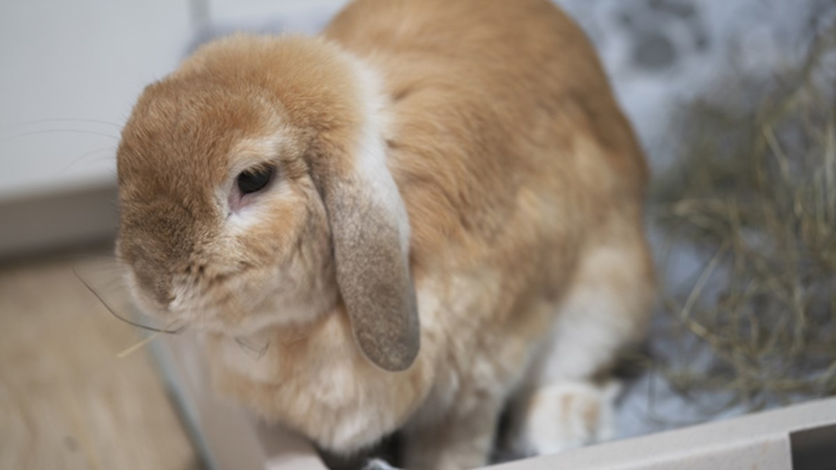Worms in Rabbits Symptoms & Worming Treatment Medivet