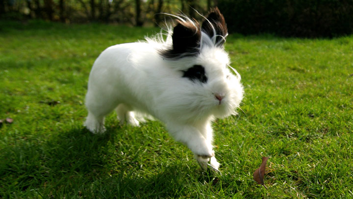 Dog Healthcare Plan: Save Up To £280* a Year | Medivet