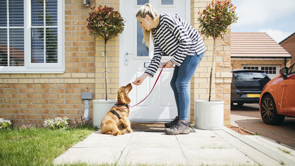 How to Find the Right Pet Sitter for your Dog and Cat Medivet
