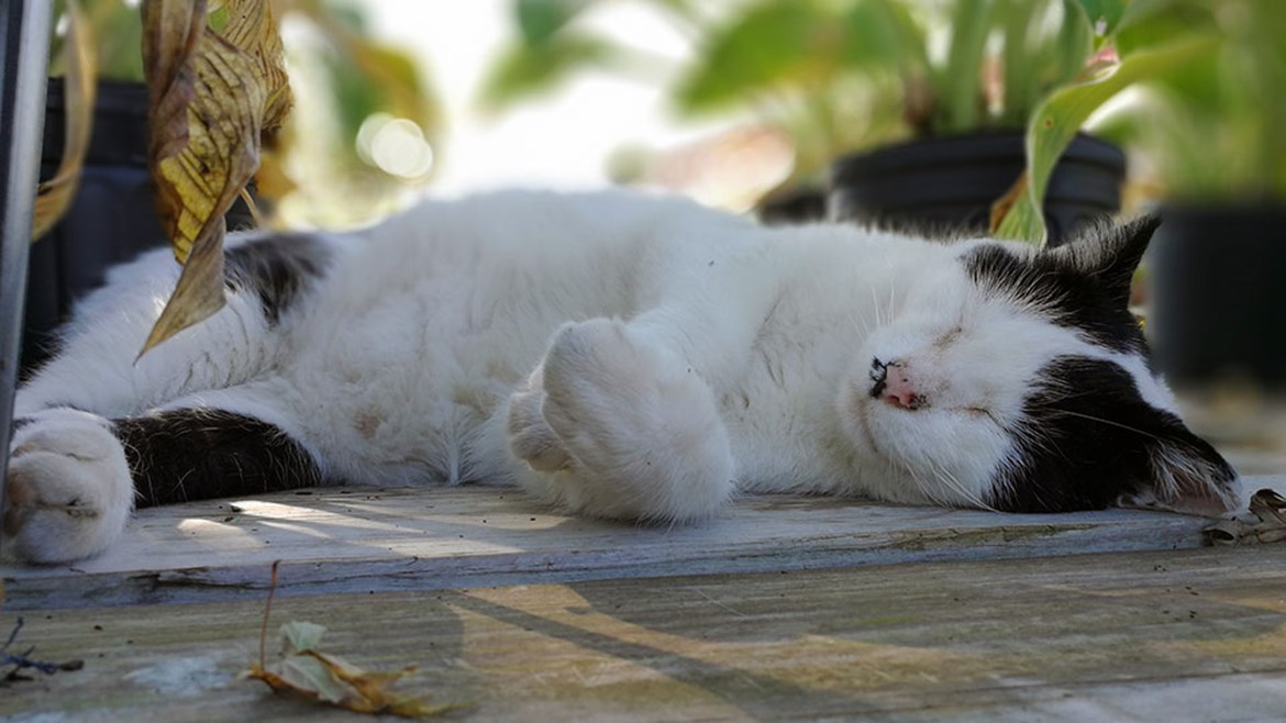 How to Keep your Cat Cool in Summer & Hot Weather Medivet