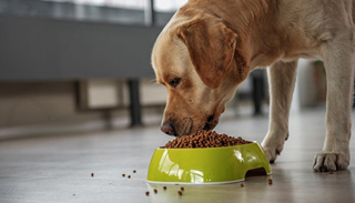 dog-nutrition-EM.jpg