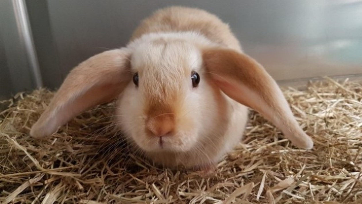 Vet in Crouch End | London Vets | Medivet