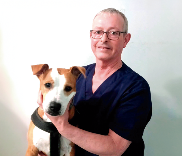 Medivet Babel Veterinario en Babel Alicante Medivet