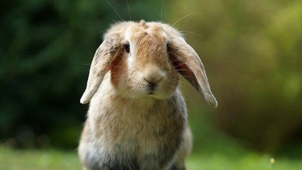 Worms in Rabbits | Symptoms & Worming Treatment | Medivet