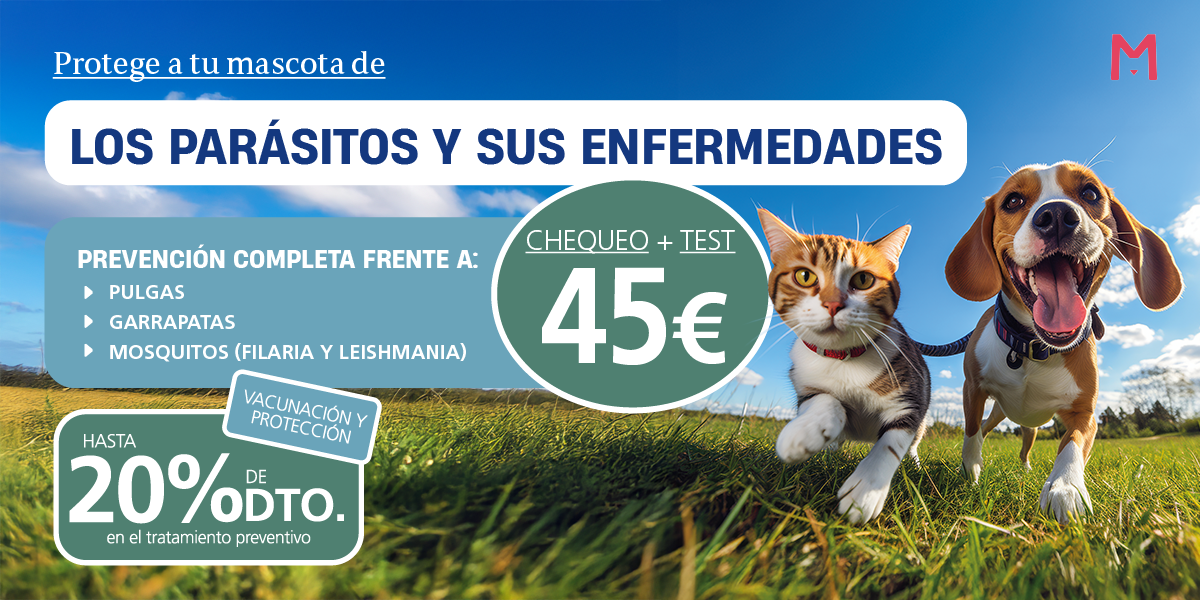 Banner Google castellano.png