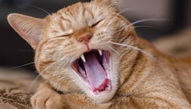 Cat showing its teeth