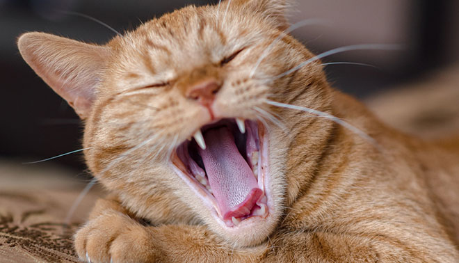 Tooth resorption in cats | Pet advice | Medivet UK