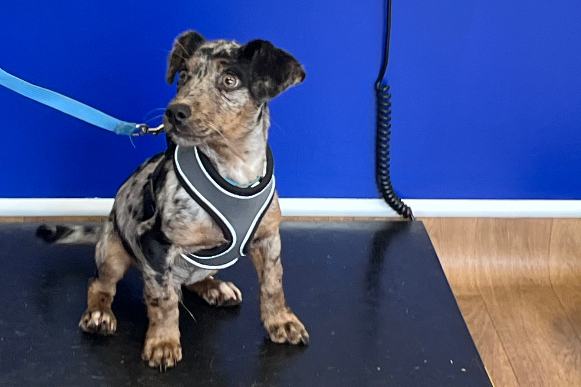 Fisioterapia y rehabilitación veterinaria