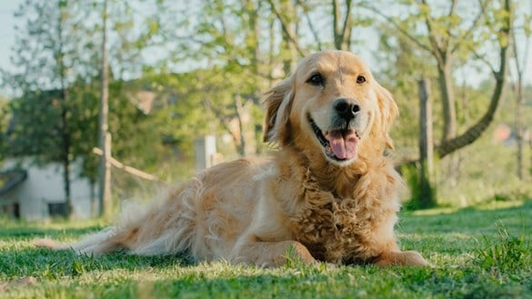 Labrador sitting on grass on sunny day
