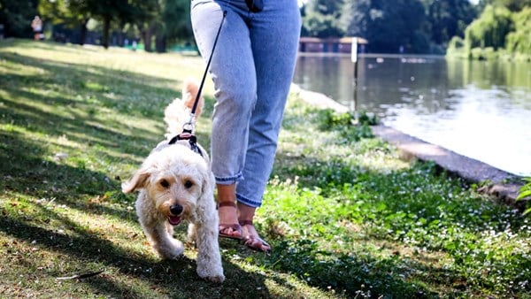Dog walking in shade