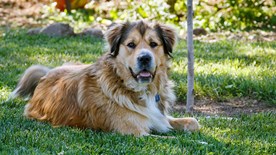 Dog lying in shade