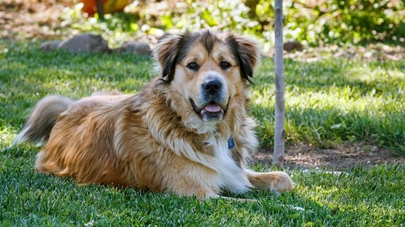 Dog lying in shade