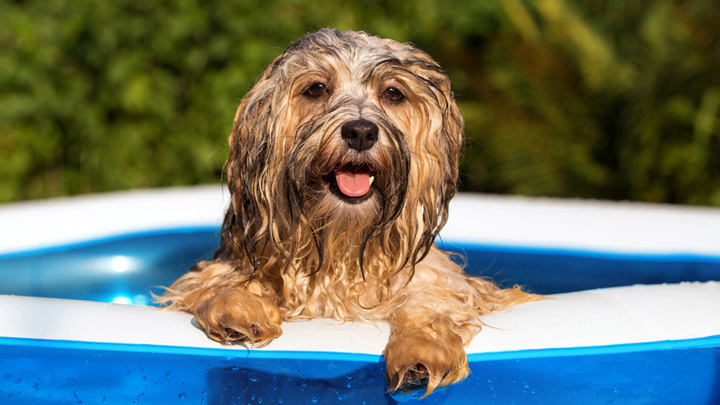 7 Hacks to Keep Dogs Cool in Summer Heat [2024 Update]