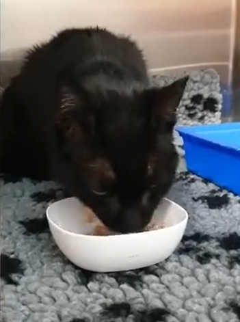 A happy Mowgli is now eating after beating cancer