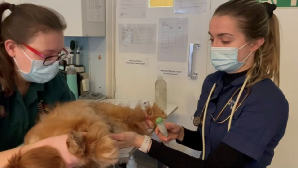 Medivet Ashford Vets in Middlesex Medivet