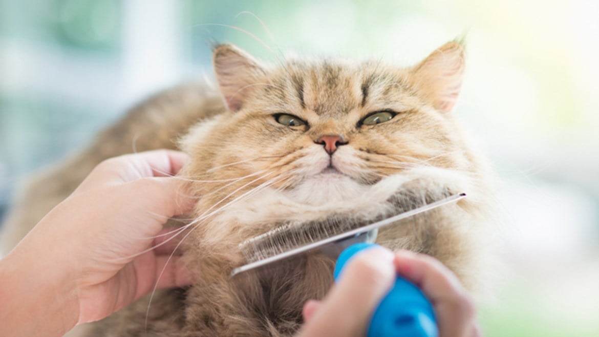 10 Tips on How to Groom a Cat at Home Medivet