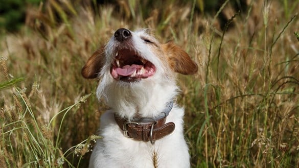 dog in field of grass