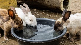 Rabbits drinking water together