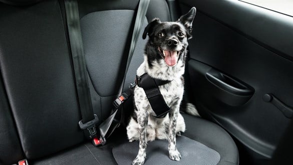 dog in a car with a seatbelt
