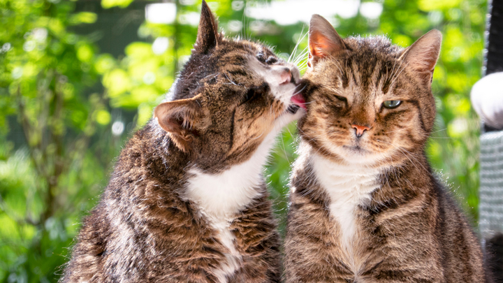 Multi-cat Households | Useful Tips & Common Issues | Medivet