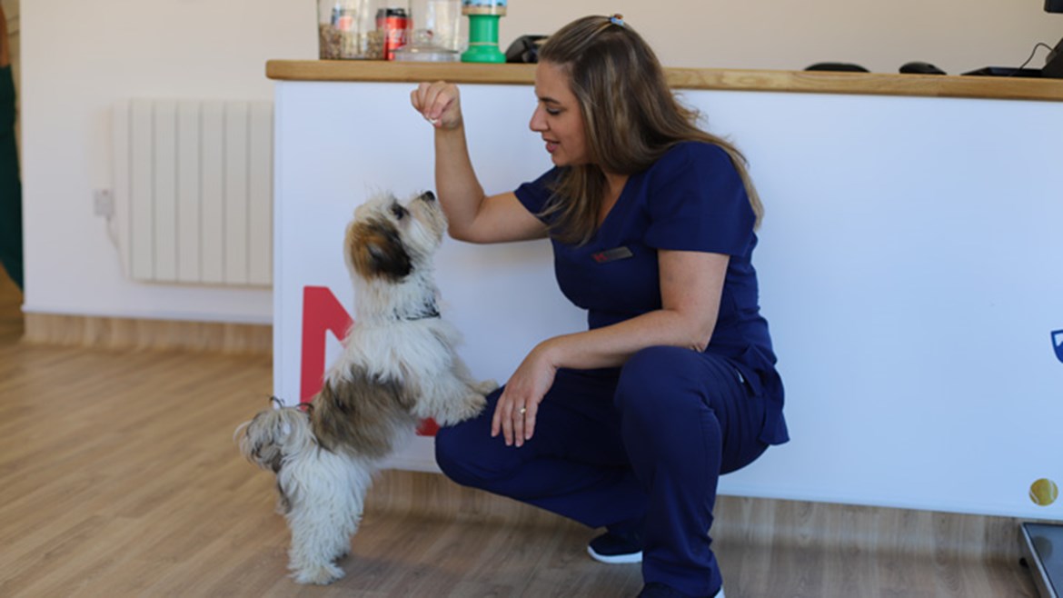 Image showcasing Canine Anal Gland Expression | Medivet