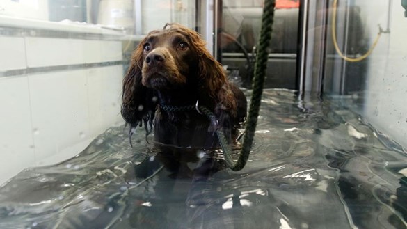 Dog in Hydrotherapy unit