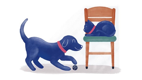 Dog playing with cat on chair