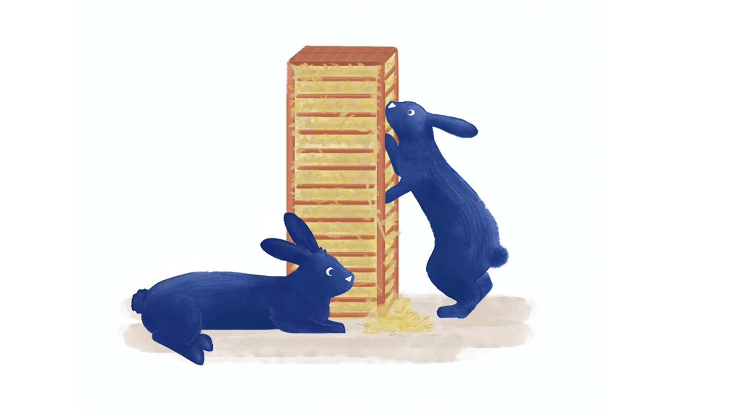 October Care Advice For Rabbits | Autumn Rabbit Safety Tips | Medivet