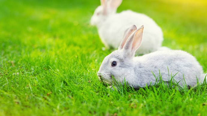 Medivet Rabbit Health Plan | Medivet UK