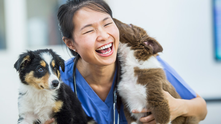 Laparoscopic Spays and Neutering