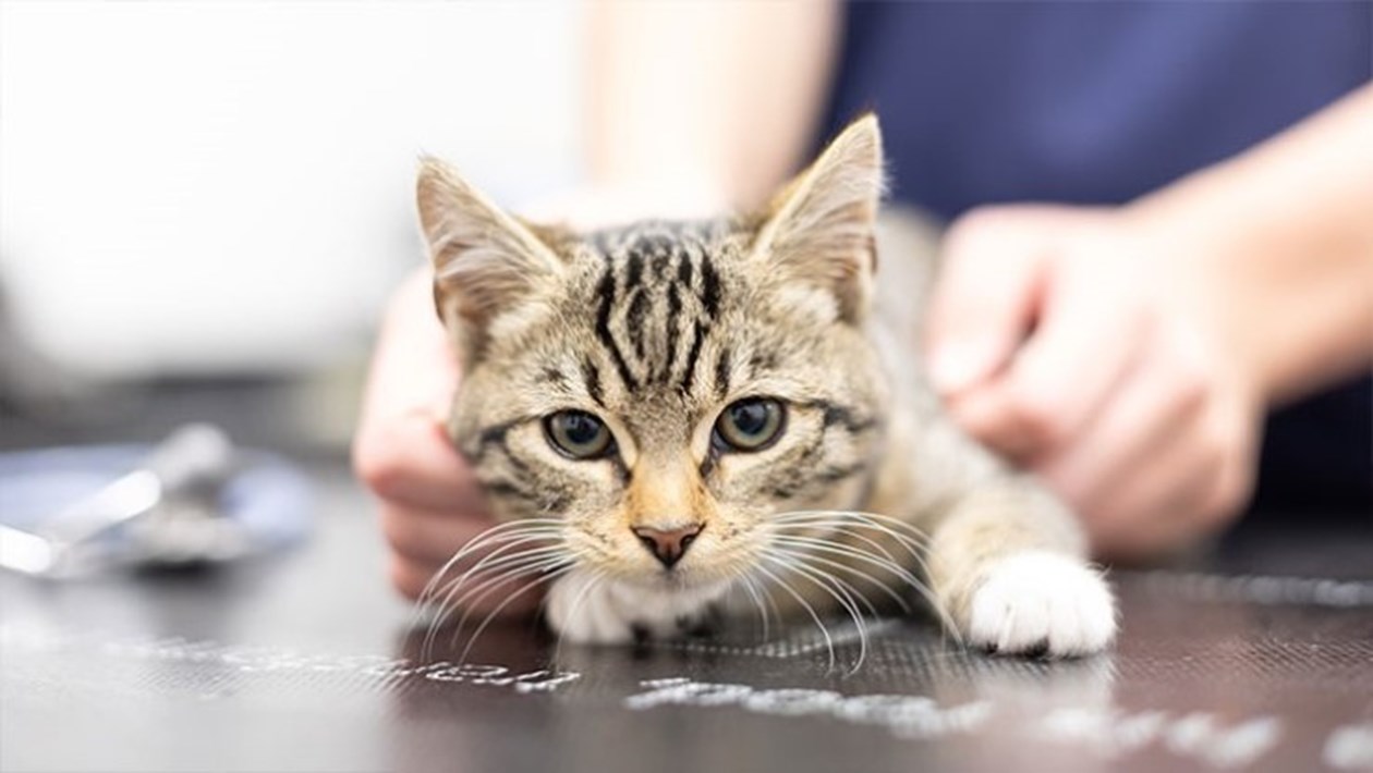 Medivet Folkestone Sandgate Vets In Folkestone Vet UK